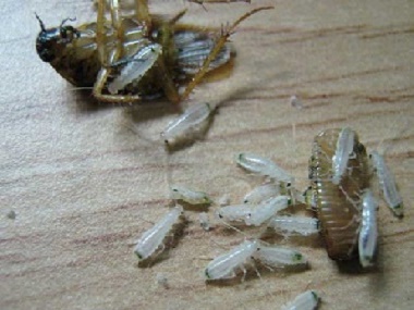 這7個(gè)除滅蟑螂的誤區(qū)你入坑了么