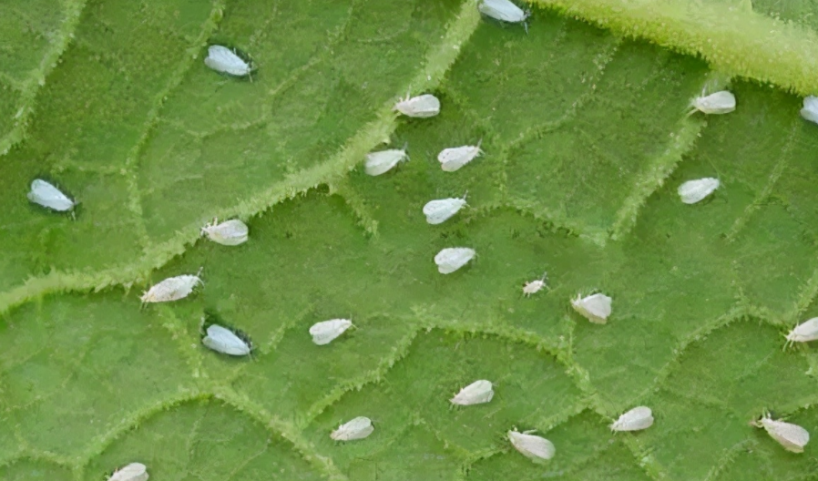 白粉虱最怕什么？