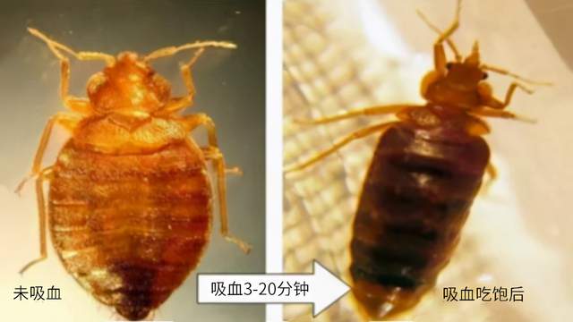 怎樣徹底消滅臭蟲？