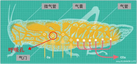 為什么蟑螂碰到洗發(fā)水會當場死亡？
